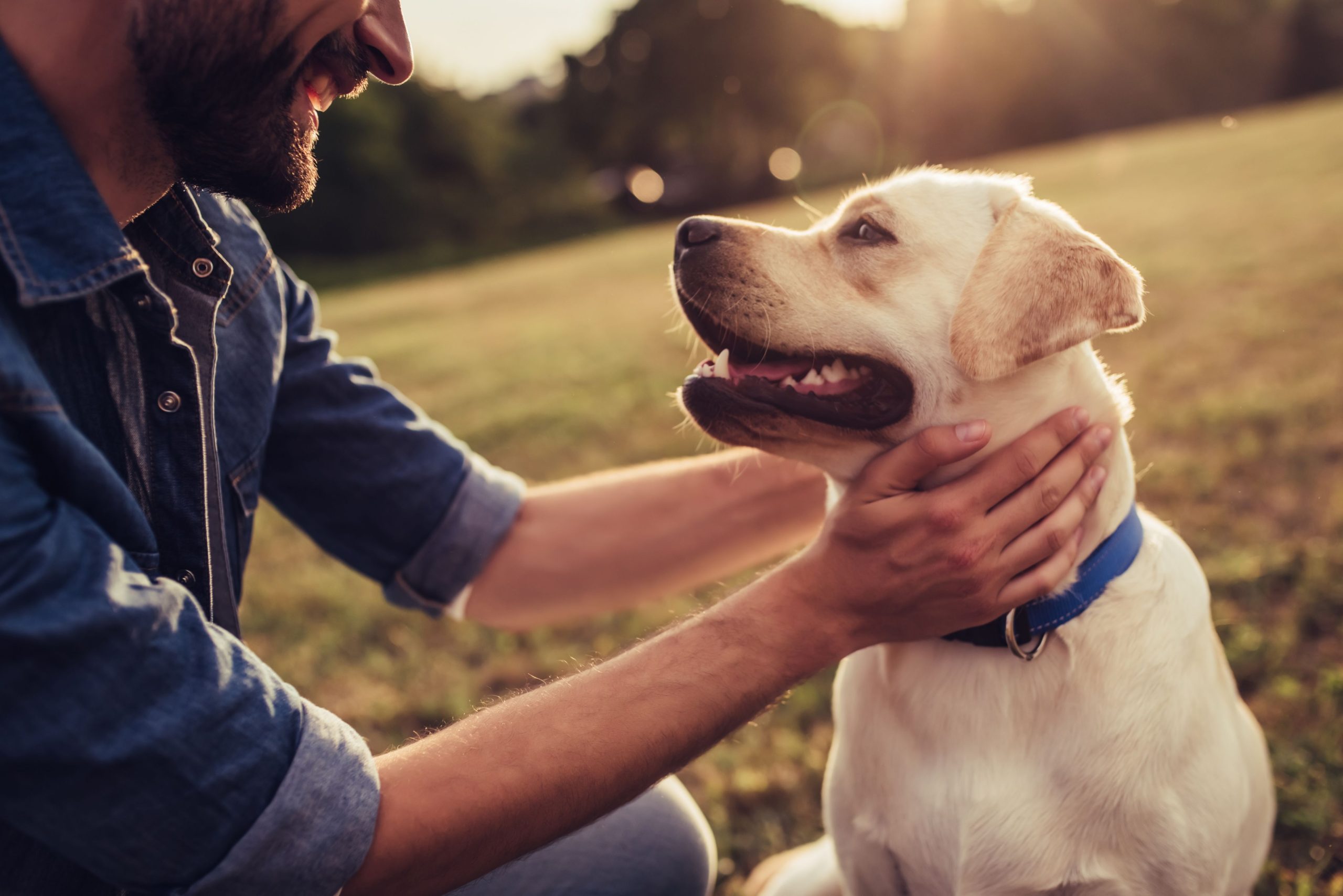 6 Técnicas Naturales Para Aliviar el Estrés en Perros: Bienestar a su Alcance