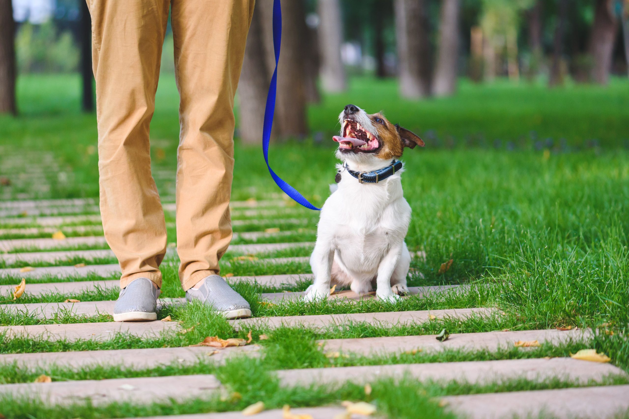 5 Claves Para Implementar el Refuerzo Positivo en el Aprendizaje de Órdenes de Tu Perro